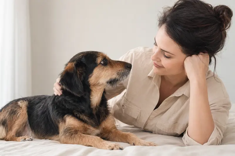 Ein Oskay Hund steht aufmerksam in natürlicher Haltung vor hellem Hintergrund und zeigt die typische Fellstruktur der Rasse.