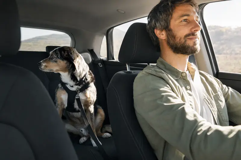 Ein Hund sitzt sicher angeschnallt auf der Rückbank eines Autos, während der Besitzer ruhig fährt und Sonnenlicht durch das Fenster fällt.