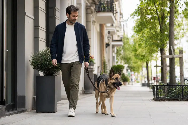 Ein Osteuropäischer Schäferhund läuft entspannt an der Leine mit seinem Besitzer durch eine saubere moderne Stadtstraße.