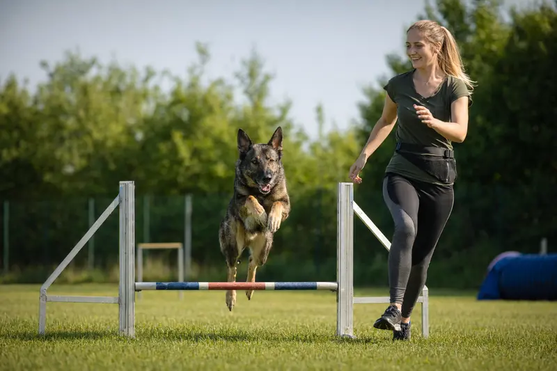Ein Osteuropäischer Schäferhund trainiert mit seinem Besitzer über eine kleine Hürde auf dem Hundeplatz.