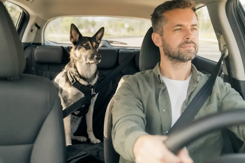 Ein Osteuropäischer Schäferhund sitzt sicher angeschnallt auf der Rückbank eines Autos und steht für verantwortungsvolle Hundesicherheit beim Fahren.