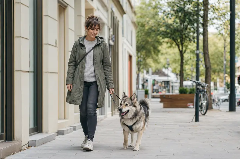 Ein Ostsibirische Laika läuft an der Leine mit seinem Besitzer durch eine moderne Stadtstraße.