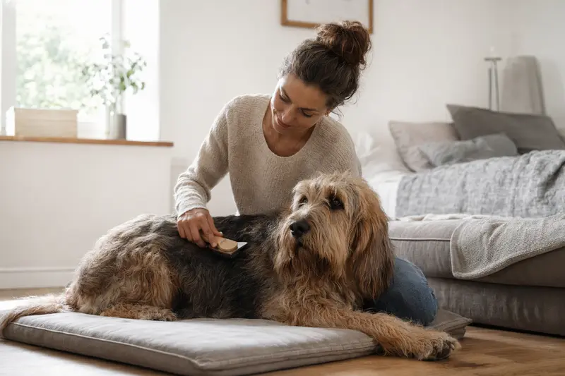 Ein Otterhound wird in einer hellen Wohnung sanft gebürstet, während sich der Besitzer liebevoll um die Fellpflege kümmert.