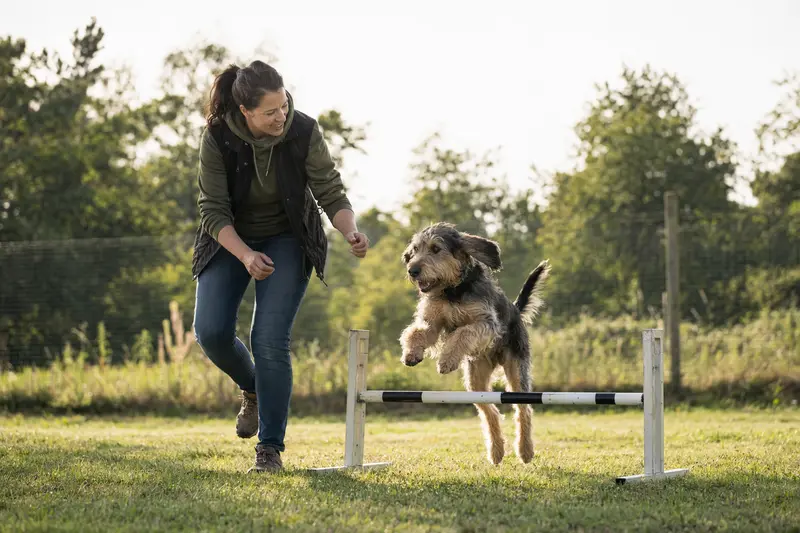 Ein aktiver Otterhound springt mit seinem Besitzer über eine kleine Trainingshürde auf dem Hundeplatz.