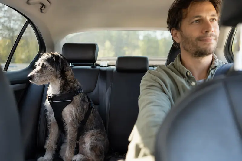 Ein Otterhund sitzt sicher angeschnallt auf der Rückbank eines Autos, während der Besitzer ruhig fährt und Sonnenlicht durch das Fenster fällt.