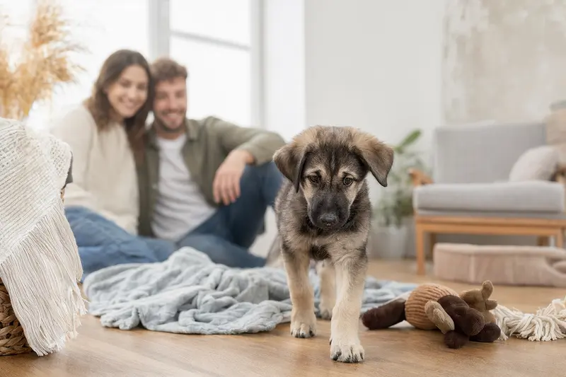 Ein junger Owtscharka-Welpe entdeckt neugierig sein neues Zuhause in einer hellen Wohnung mit weicher Decke und Spielzeug.
