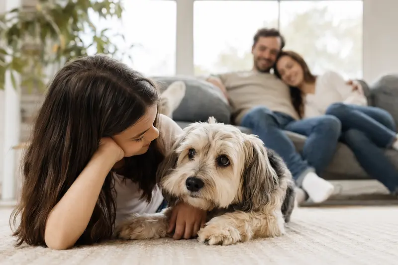 Ein freundlicher Pachon De Victoria Hund liegt entspannt neben einem Kind im Wohnzimmer, während die Eltern im Hintergrund eine sichere Familienatmosphäre schaffen.