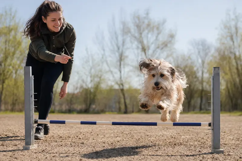 Ein Pachon De Victoria springt mit seinem Besitzer über eine kleine Trainingshürde auf dem Hundeplatz und zeigt dabei Freude und Bewegung.