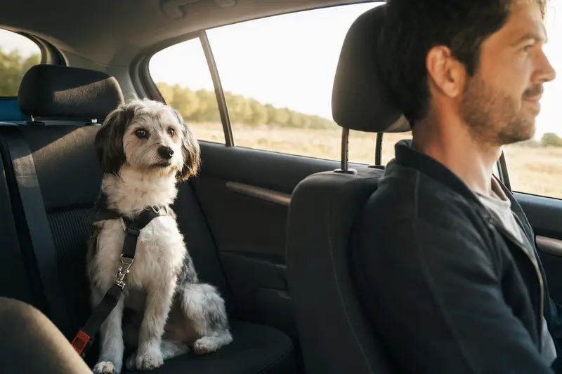 Ein Pachon De Victoria Hund sitzt sicher angeschnallt auf der Rückbank eines Autos, während der Besitzer ruhig fährt.