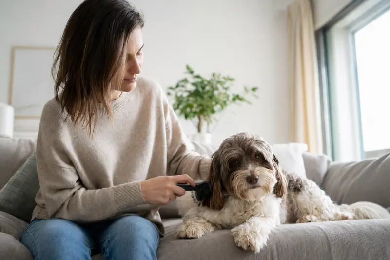 Ein Pachon Navarro Hund wird in einer hellen Wohnung sanft gebürstet, während sein Besitzer die Fellpflege liebevoll übernimmt.