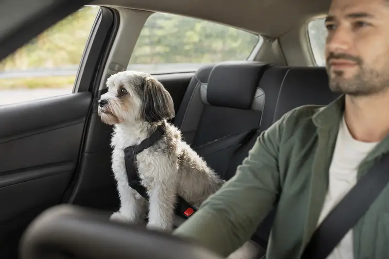 Ein Pachon Navarro Hund sitzt sicher angeschnallt auf der Rückbank eines Autos, während der Besitzer ruhig fährt.