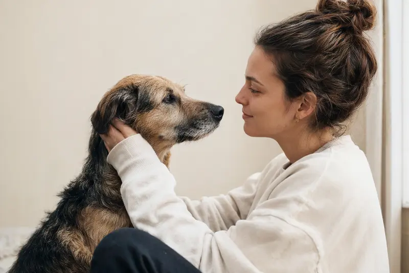 Ein aufmerksamer Pai Hund in natürlicher Haltung vor hellem Hintergrund, als realistisches Tierportrait mit weichem Licht.