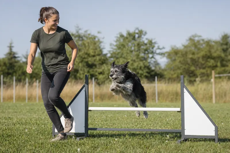 Ein aktiver Pai Hund springt mit seinem Besitzer über eine kleine Trainingshürde auf dem Hundeplatz bei sonniger Stimmung.