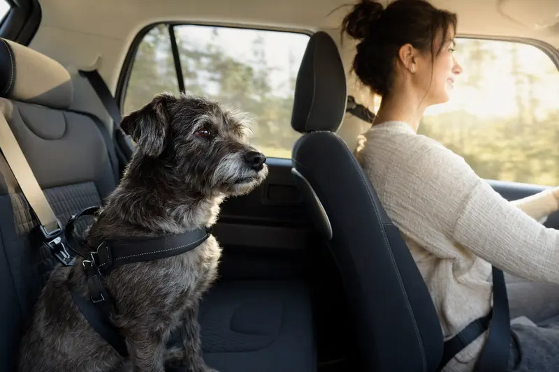Ein Paisley Terrier sitzt sicher angeschnallt auf der Rückbank eines Autos, während der Besitzer ruhig fährt.