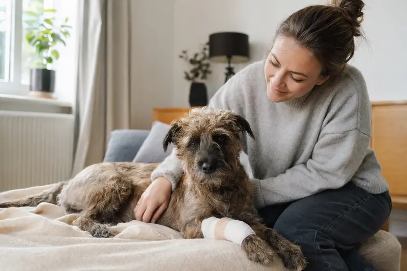 Ein Paisley Terrier mit leichtem Verband an der Pfote liegt ruhig auf einer Decke, während sein Besitzer erleichtert neben ihm sitzt.