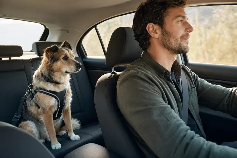 Ein sicher angeschnallter Hund sitzt auf der Rückbank eines Autos, während der Fahrer ruhig unterwegs ist.