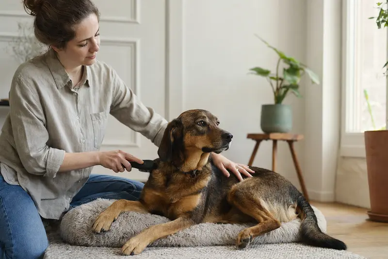 Ein Pannonischer Spürhund wird in einer hellen Wohnung sanft gebürstet und gepflegt.