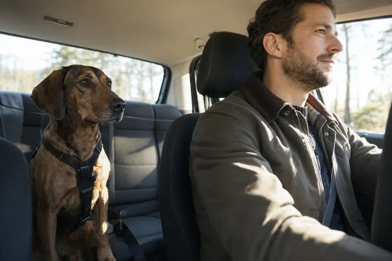 Ein sicher angeschnallter Pannonischer Spürhund sitzt auf der Rückbank eines Autos, während sein Besitzer ruhig fährt und Sonnenlicht durch das Fenster fällt.