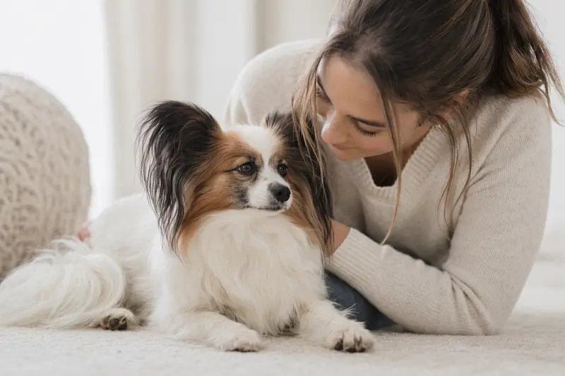 Ein aufmerksam stehender Papillon Hund vor hellem Hintergrund zeigt die typische elegante Körperform und das feine Fell der Rasse.