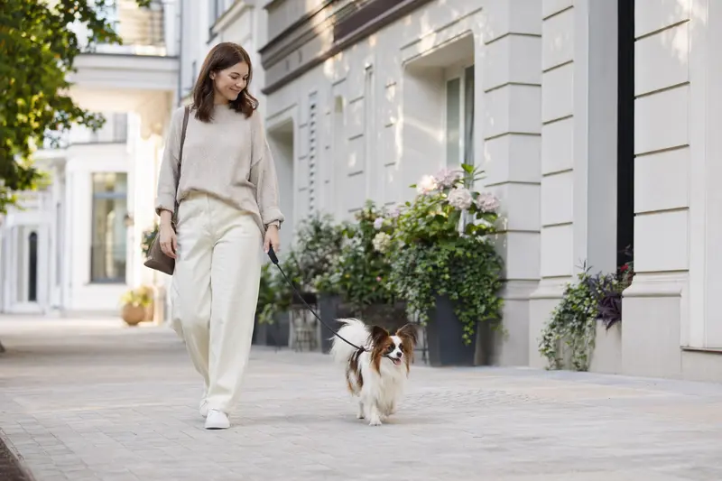Ein Papillon Hund läuft an der Leine mit seinem Besitzer durch eine moderne Stadtstraße.