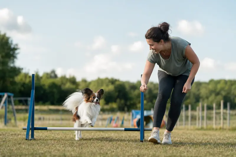 Ein aktiver Papillon-Hund springt über eine kleine Trainingshürde auf dem Hundeplatz, während sein Besitzer ihn begleitet.