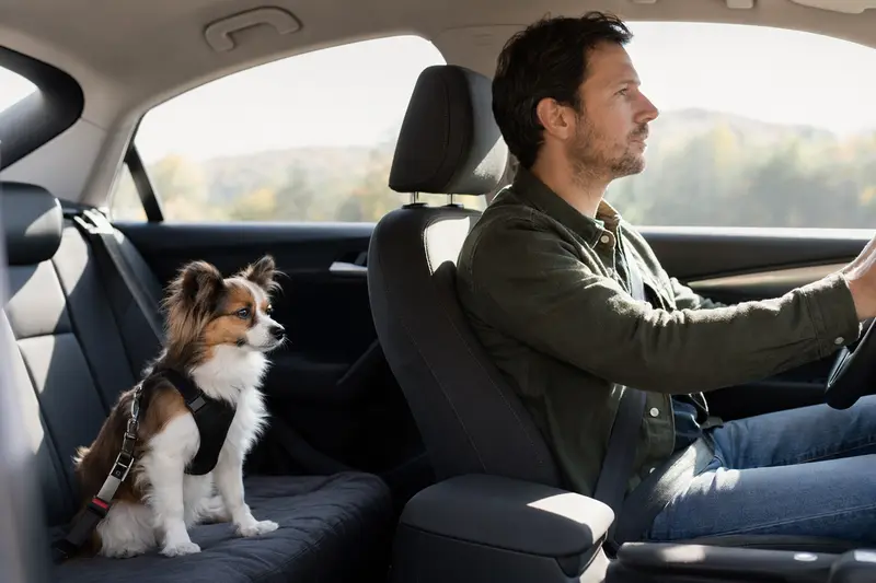 Ein Papillon Hund sitzt sicher angeschnallt auf der Rückbank eines Autos, während sein Besitzer ruhig fährt.