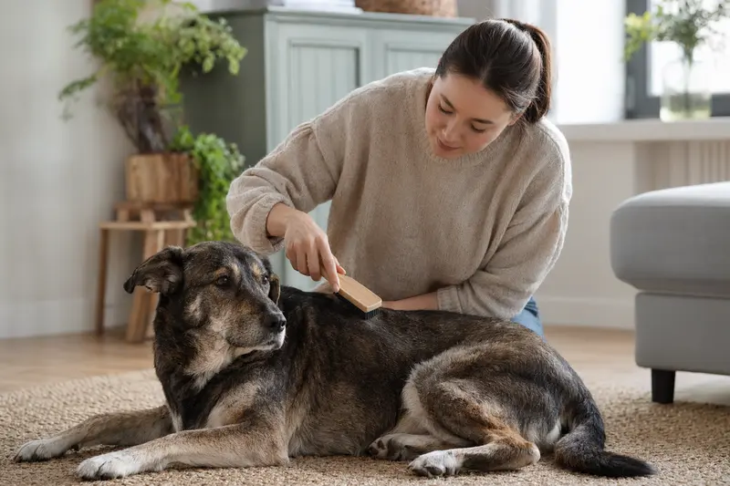 Ein Pariahund wird in einer hellen Wohnung sanft gebürstet, während sein Besitzer liebevoll die Fellpflege übernimmt.
