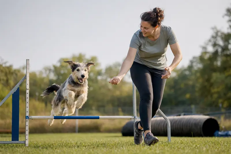 Ein aktiver Pariahund springt mit seinem Besitzer über eine kleine Trainingshürde auf dem Hundeplatz.
