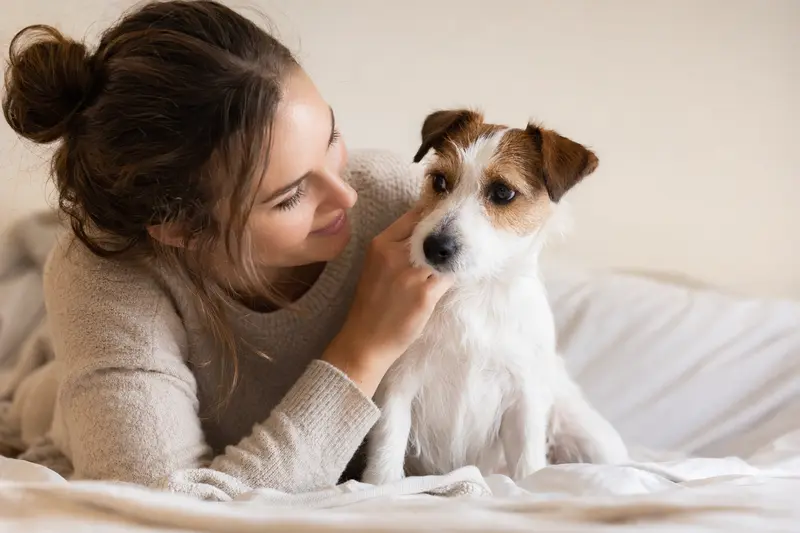 Ein Parson Jack Russell Terrier steht aufmerksam vor hellem Hintergrund und zeigt ein typisches Hundefoto im seriösen Ratgeberstil.