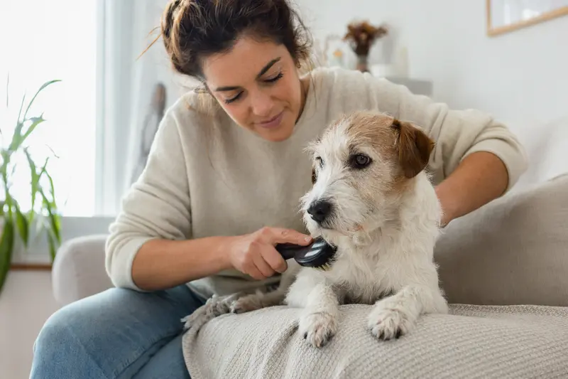 Ein Parson Jack Russell Terrier wird zuhause sanft gebürstet, während sein Besitzer liebevoll die Fellpflege übernimmt.