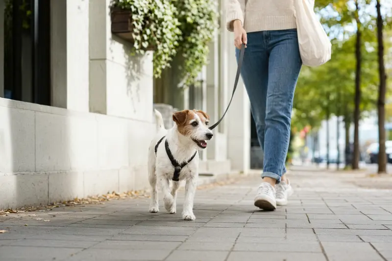 Ein Parson Jack Russell Terrier läuft an der Leine mit seinem Besitzer durch eine moderne Stadtstraße.