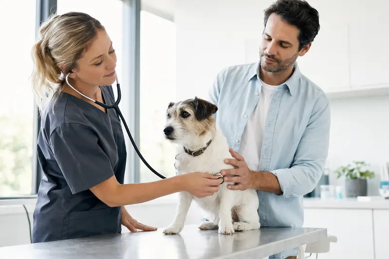 Ein ruhiger Parson Jack Russell Terrier wird behutsam von einer freundlichen Tierärztin mit einem Stethoskop in einer modernen Tierarztpraxis untersucht.