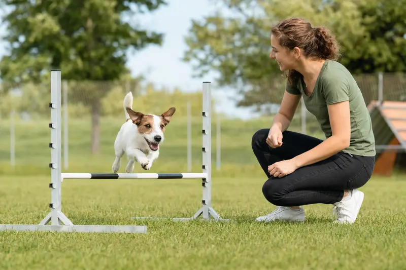 Ein Parson Jack Russell Terrier springt beim Hundetraining über eine kleine Hürde auf dem Hundeplatz.