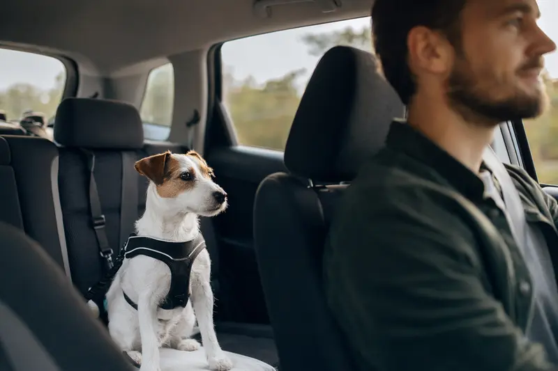 Ein Parson Jack Russell Terrier sitzt sicher angeschnallt auf der Rückbank eines Autos, während der Besitzer ruhig fährt und Sonnenlicht durch das Fenster fällt.