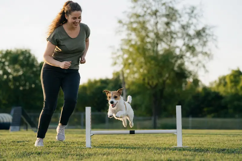 Ein Parson Russell Terrier springt mit seinem Besitzer freudig über eine kleine Trainingshürde auf dem Hundeplatz.