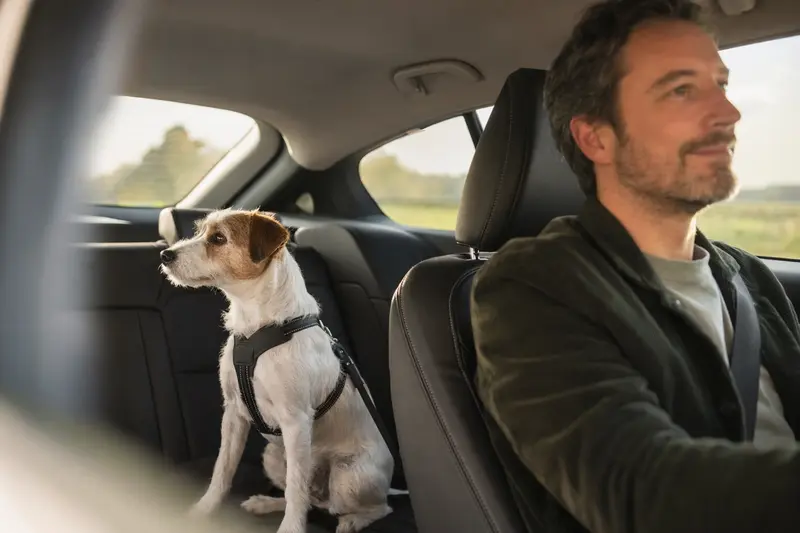 Ein Parson Russell Terrier sitzt sicher angeschnallt auf der Rückbank eines Autos, während sein Besitzer ruhig fährt.