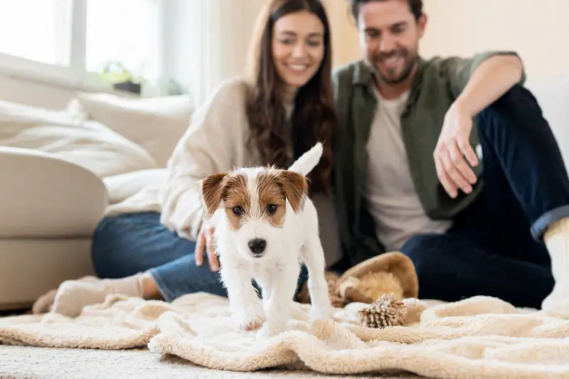 Ein neugieriger Parson Russell Terrier Welpe erkundet sein neues Zuhause mit Spielzeug und weicher Decke.