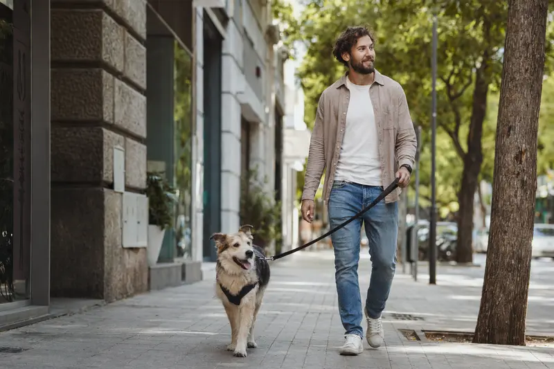 Ein Pastor Vasco Hund läuft angeleint mit seinem Besitzer entspannt durch eine moderne Stadtstraße.
