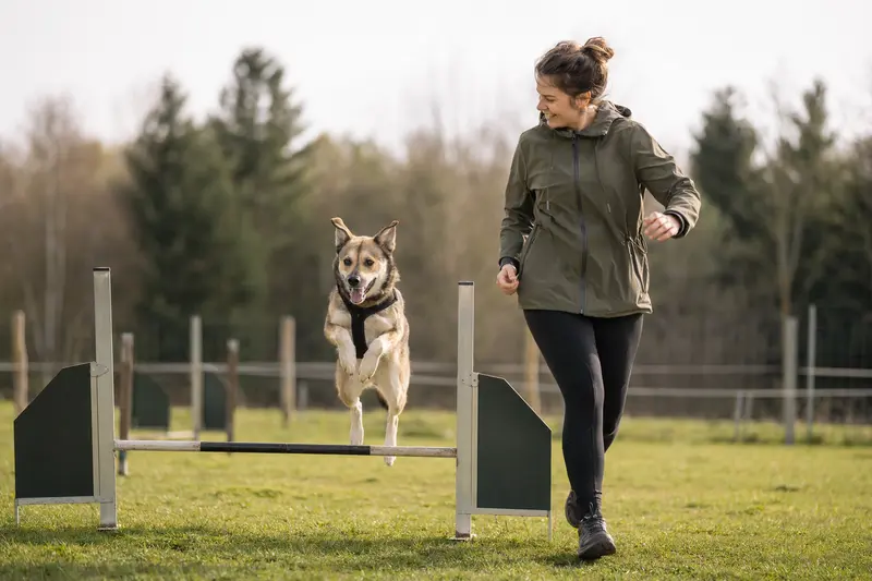 Ein aktiver Pastor Vasco Hund springt auf einem Hundeplatz über eine kleine Trainingshürde und trainiert freudig mit seinem Besitzer.