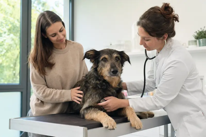 Ein ruhiger Pastor Vasco Euskal Artzain Txakurra Hund wird von einer freundlichen Tierärztin in einer modernen Praxis mit einem Stethoskop untersucht.