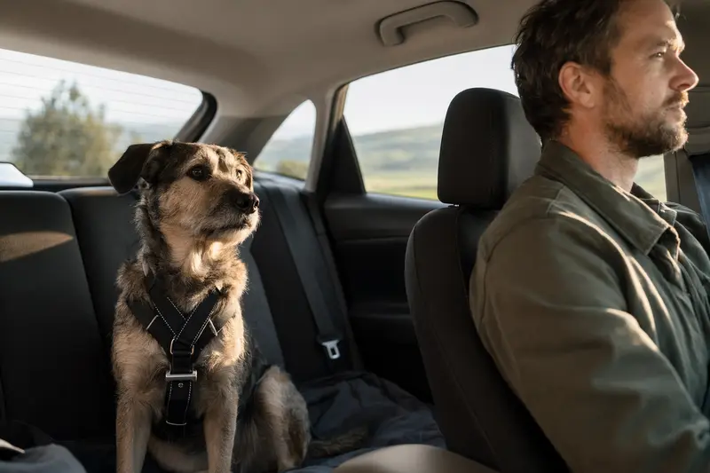 Ein Pastor Vasco Hund sitzt sicher angeschnallt auf der Rückbank eines Autos, während der Besitzer ruhig fährt.