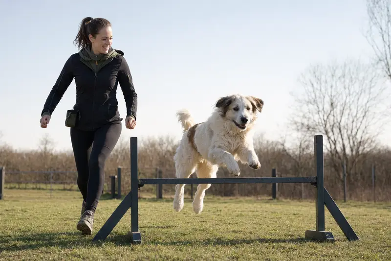 Ein fröhlicher Patou Hund trainiert mit seinem Besitzer auf einem sonnigen Hundeplatz.