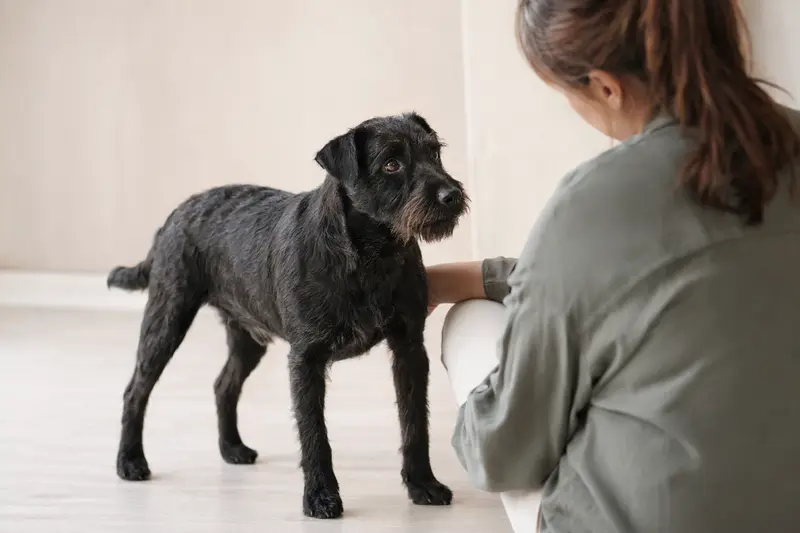 Ein aufmerksamer Patterdale Terrier steht in natürlicher Haltung vor hellem Hintergrund als realistisches Hundeporträt.