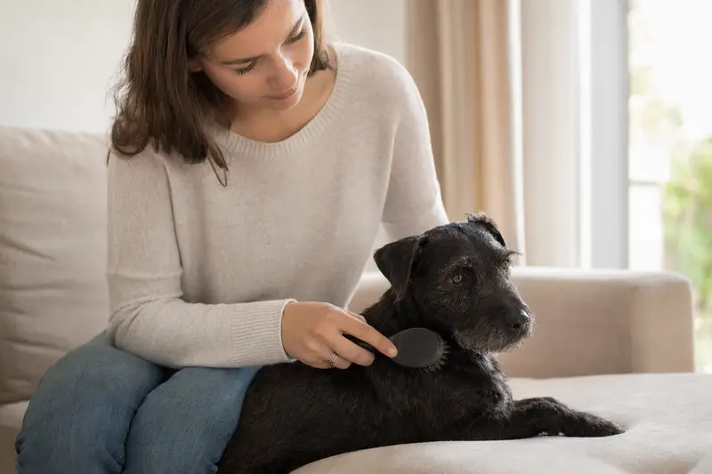 Ein Patterdale Terrier wird in einer hellen Wohnung liebevoll gebürstet und erhält sorgfältige Fellpflege als Teil verantwortungsvoller Hundegesundheit.