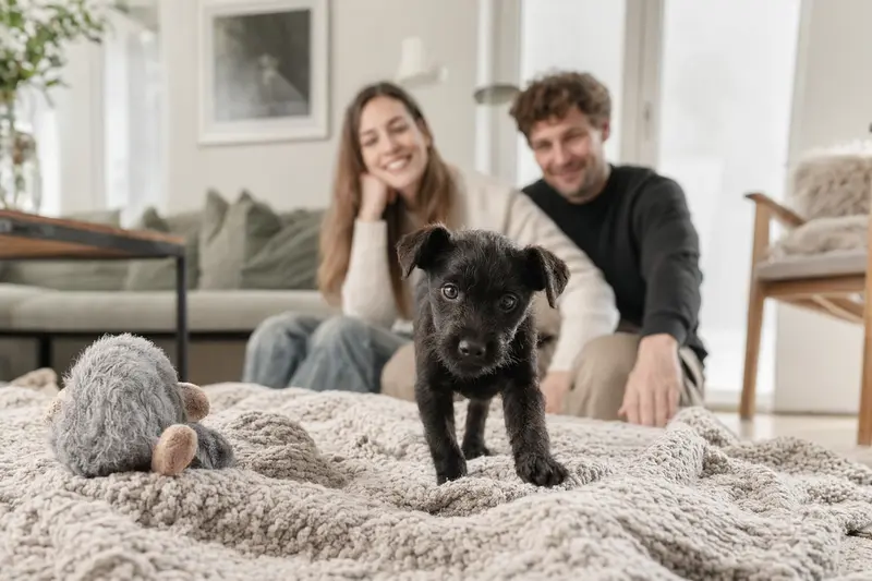 Ein neugieriger Patterdale Terrier Welpe erkundet sein neues Zuhause mit einer weichen Decke und Spielzeug.