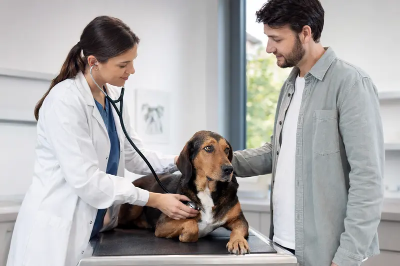 Eine freundliche Tierärztin untersucht einen ruhigen Peintinger-Bracke Hund mit einem Stethoskop auf einem Untersuchungstisch in einer modernen Tierarztpraxis.