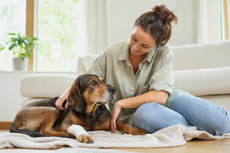 Ein Peintinger-Bracke Hund mit leicht bandagierter Pfote liegt ruhig auf einer Decke neben seinem erleichterten Besitzer in einer hellen Wohnung.