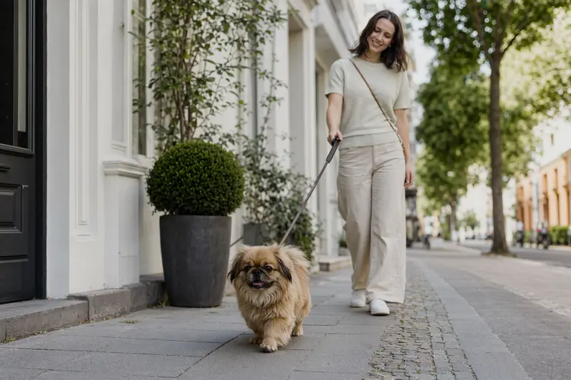 Ein Pekinese läuft an der Leine mit seinem Besitzer durch eine moderne Stadtstraße.