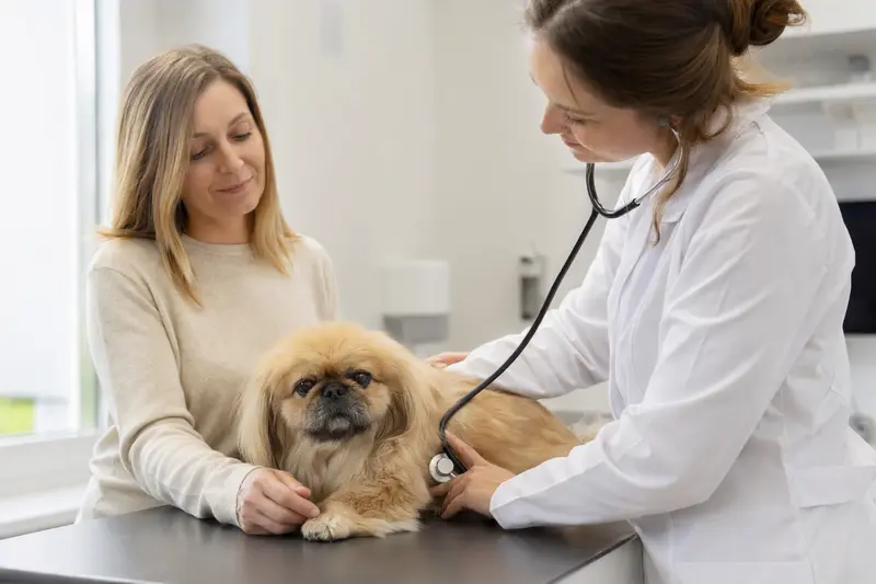Ein ruhiger Pekingese Hund wird von einer freundlichen Tierärztin in einer modernen Tierarztpraxis mit einem Stethoskop untersucht, während der Besitzer beruhigend danebensteht.