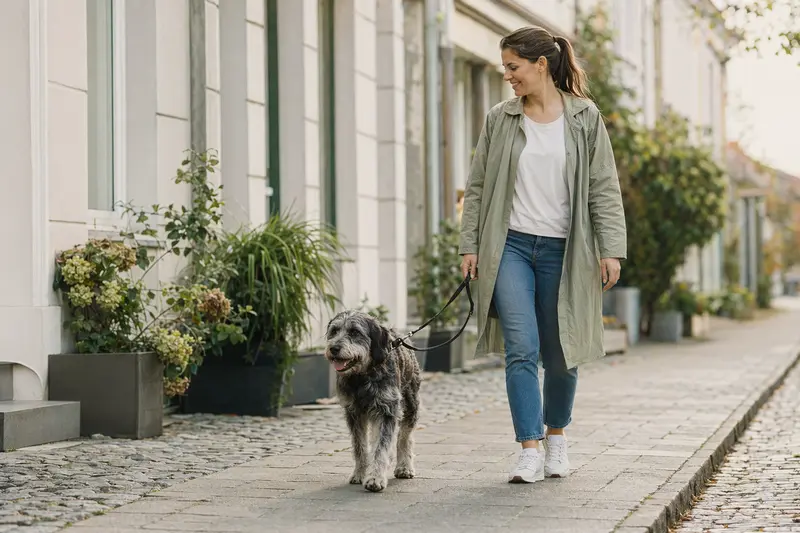 Ein Perdigueiro Portugues läuft an der Leine mit seinem Besitzer durch eine freundliche moderne Stadtstraße.